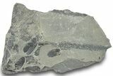 Pennsylvanian Fossil Plant Association - Kentucky #252377-1